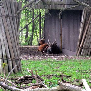 Giraffe Complex-Bongos