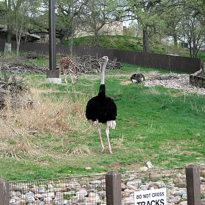 African Veldt-Ostrich