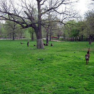 Hoofstock-Sable Antelope