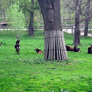 Hoofstock-Sable Antelope