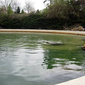 Sea Lion Pavillion-California Sea Lion