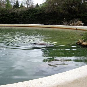 Sea Lion Pavillion-California Sea Lion