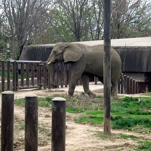 Pachyderm Hill-African Elephant