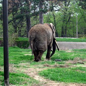 Pachyderm Hill-African Elephant