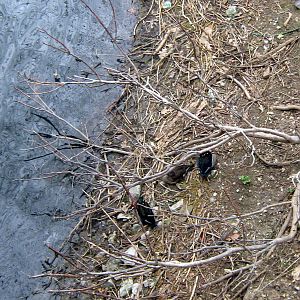 Simmon's Aviary-Ducks