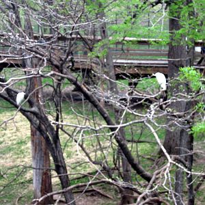 Simmon's Aviary-Egrets