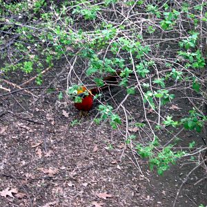 Simmon's Aviary-Golden Pheasant