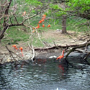 Simmon's Aviary-Caribbean Flamingos