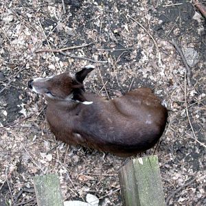 Simmon's Aviary-Tufted Deer