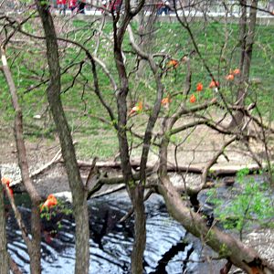 Simmon's Aviary-Caribbean Flamingos