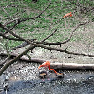 Simmon's Aviary-Caribbeam Flamingos