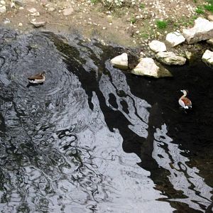 Simmon's Aviary-Ducks