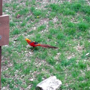 Simmon's Aviary-Golden Pheasant