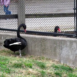 Simmon's Aviary-Black Swans
