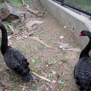 Simmon's Aviary-Black Swans