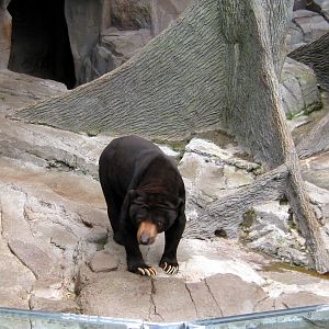 Bear Canyon-Malayan Sun Bear