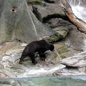 Bear Canyon-Malayan Sun Bear