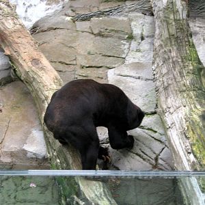 Bear Canyon-Malayan Sun Bear