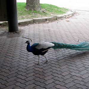 Common Peafowl