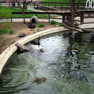 Dairy World-Black Swan