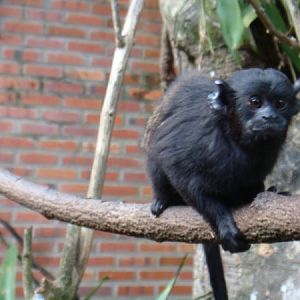 Saguinus niger - Tibagi Breeding Center