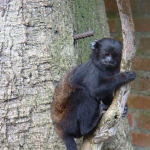 Saguinus niger - Tibagi Breeding Center