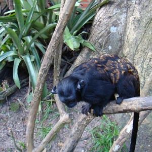 Saguinus niger - Tibagi Breeding Center