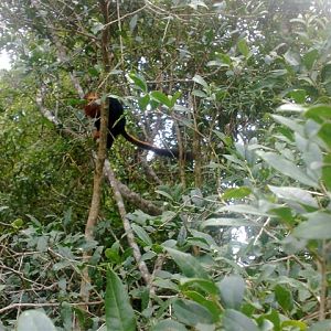 Golden Headed Lion Tamarin  - IBRACNA