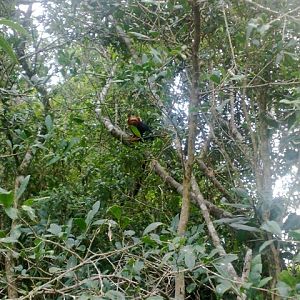 Golden Headed Lion Tamarin  - IBRACNA