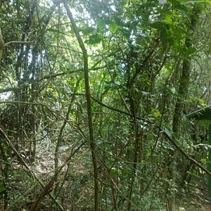 Golden Headed Lion Tamarin  - IBRACNA