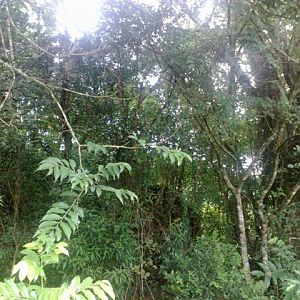 Golden Headed Lion Tamarin  - IBRACNA