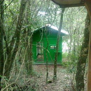 Golden Headed Lion Tamarin  - IBRACNA