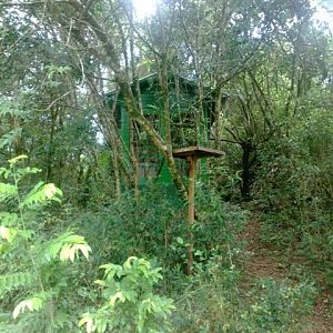 Golden Headed Lion Tamarin  - IBRACNA