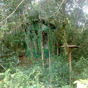 Golden Headed Lion Tamarin  - IBRACNA