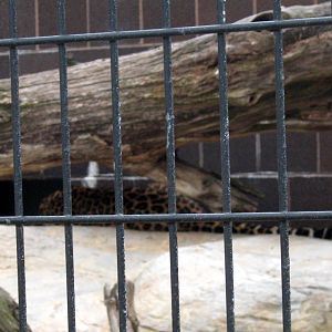 Cat Complex-Amur Leopard