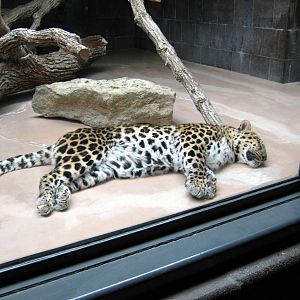 Cat Complex-Amur Leopard