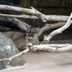 Cat Complex-Mountain Lion