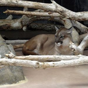 Cat Complex-Mountain Lion