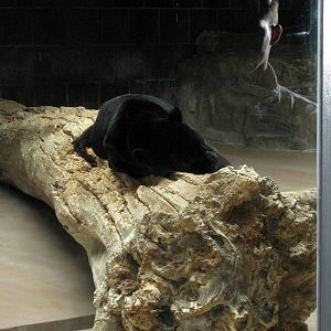 Cat Complex-Black Jaguar