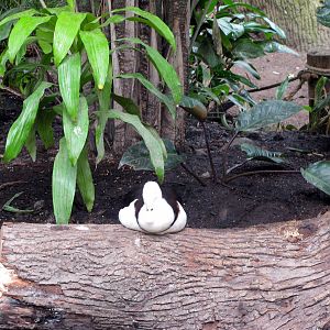 Lied Jungle-Radjah Shelduck