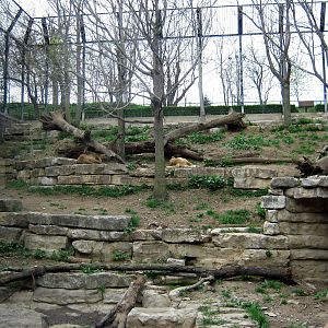 Cat Complex-Lion Exhibit