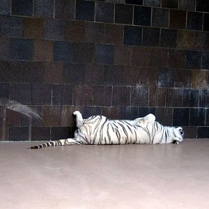 Cat Complex-White Tiger