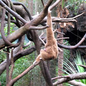 Lied Jungle-Gibbon