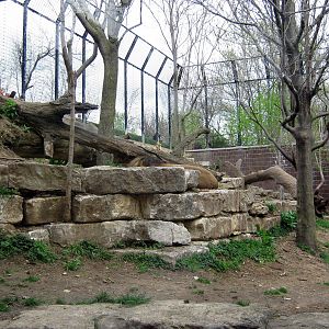 Cat Complex-Lion Exhibit