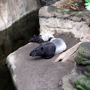 Lied Jungle-Malayan Tapir