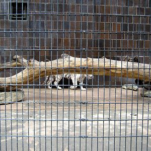 Cat Complex-White Tiger