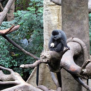 Lied Jungle-Blue Monkey