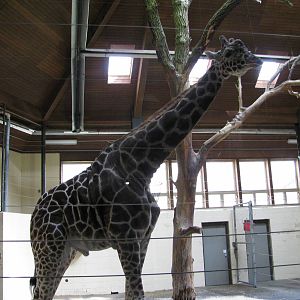 Giraffe Complex-Reticulated Giraffe