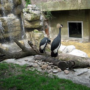Hubbard Gorilla Valley-African Crowned Cranes