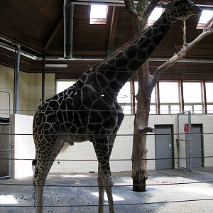 Giraffe Complex-Reticulated Giraffe